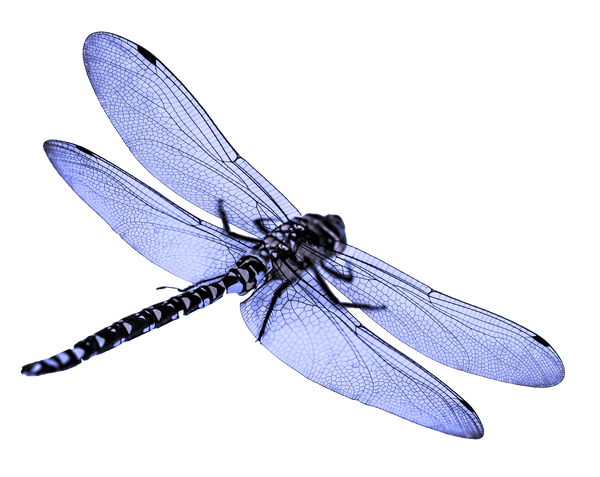 DragonflysFashion
